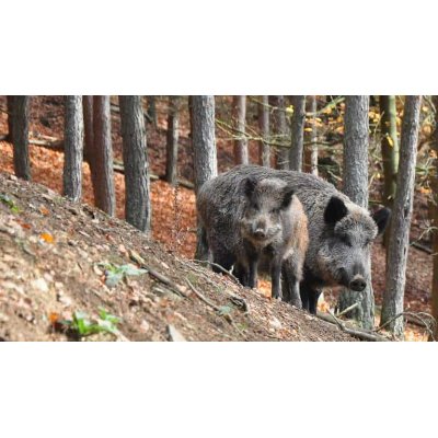 Hotel De Hoeve van Nunspeet